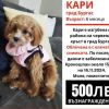 Търси се в Бургас кученцето Кари, виждали ли сте я?