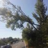 Внимание, шофьори: Затварят пътя край Созопол заради опасно дърво